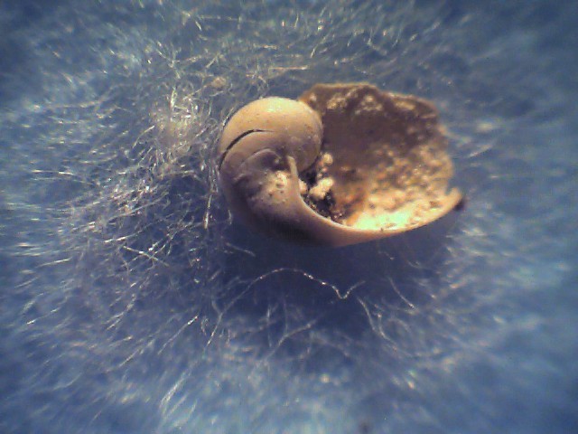 Daudebarbia brevipes ?